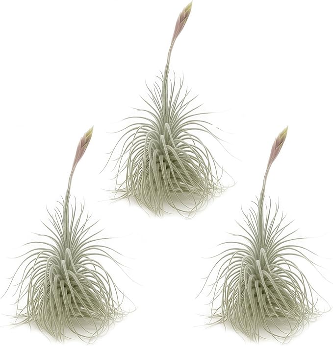 Live air Plant - Tillandsia Tectorum Air Plant 4-6" – 3ct – Unique Shape with Silvery Fuzz – Low Maintenance Houseplant – Perfect for Decor, Terrariums, Gifts - Live Arrival Guaranteed