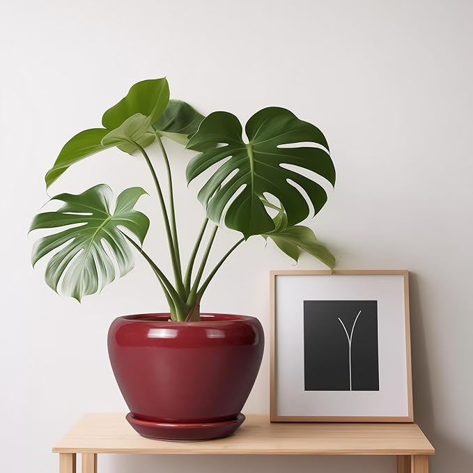 Ceramic Pot for Plants - 6 Inch Plant Pot Indoor with Drainage Hole and Saucer Succulent Pot Outdoor Planter Round Flower Pot for House Patio Decor Red