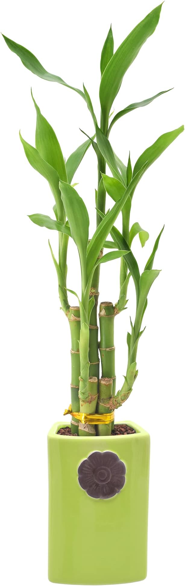 Arcadia Garden Products 5-Stem Lucky Bamboo, Live Indoor Plant in Contour II Ceramic Planter for Home, Work, or Gift, Green ***Cannot Ship to Hawaii***