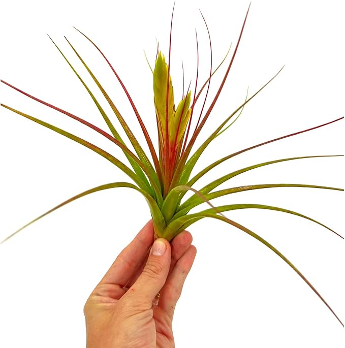 Live Air Plants - Tillandsia Concolor, Jumbo 6-8" - 1ct - Live Arrival Guaranteed - House Plants for Home Decor & Gift