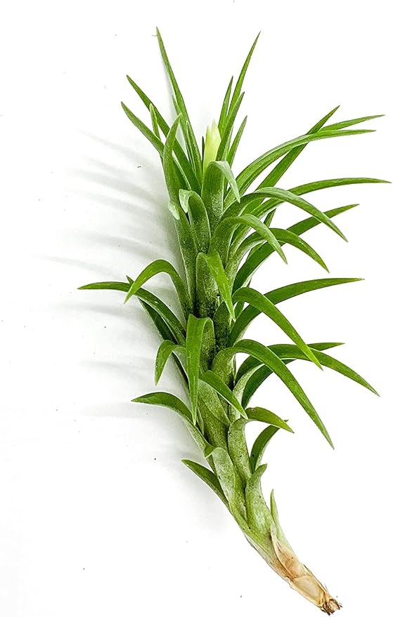 Live Air Plants – Tillandsia Araujei, Large 5” – 3ct – Live Arrival Guaranteed – House Plants for Home Décor & Gift