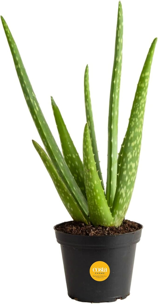Costa Farms Aloe Vera Plant, Live Succulent, Easy Care Indoor Houseplant in Grower Pot, Room Air Purifier, Tabletop, Office, Desk or Home Décor, Housewarming, Garden Gift, 10-Inches Tall