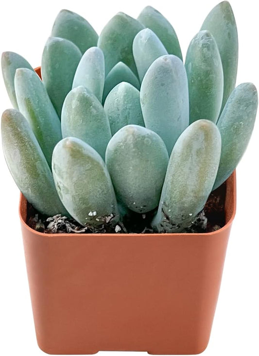 Live Succulent x Pachyveria 'Clavifolia', Approx 2-inch Large, Potted Succulents, Fully Rooted, Easy Care House Plants