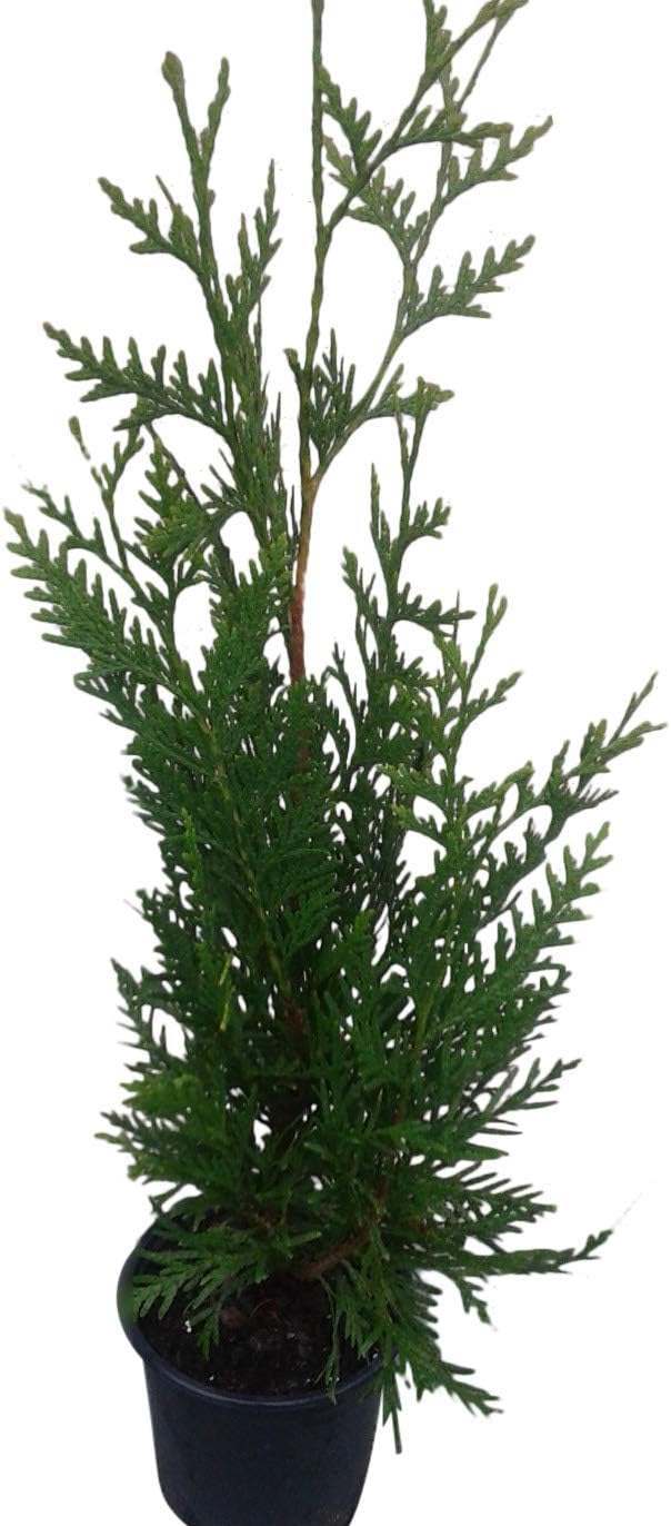 Thuja Green Giant Arborvitae Lot of 4, Quart Pot