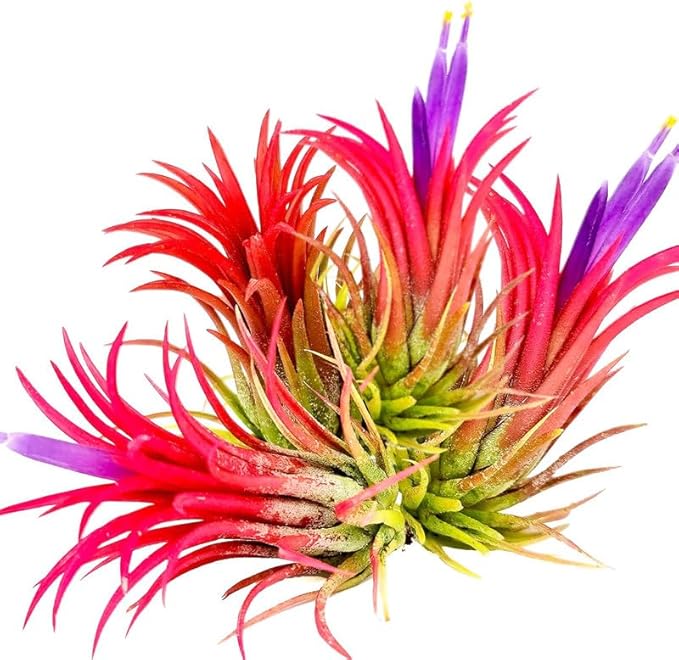 8 Air Plants, Tillandsia Air Plants Live Houseplants for Garden, Red Lonantha Tillandsia Plant, Air Plant