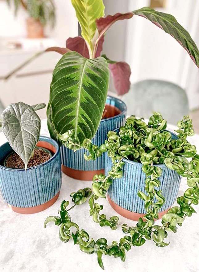 LE TAUCI Ceramic Pots for Plants, 8+6.7+5.5 Inch Plant Pots Indoor, Flower Pot with Drainage Holes, Medium Cylinder Planters for Indoor House Plants, Set of 3, Blue