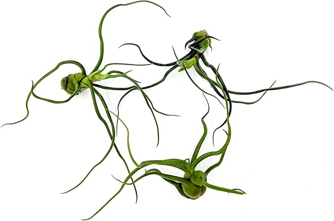 Air Plants - Flowering Tillandsia Bulbosa Guatemala, Large 3-5" - 3ct - Live Arrival Guaranteed - House Plants for Home Decor & Gift