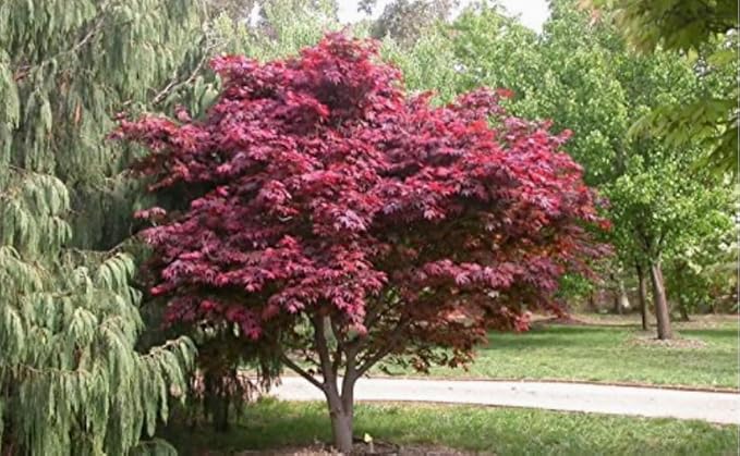 Red Japanese Maple Trees 2-Pack – Live Plants, 2-3 Ft Tall, Stunning Foliage