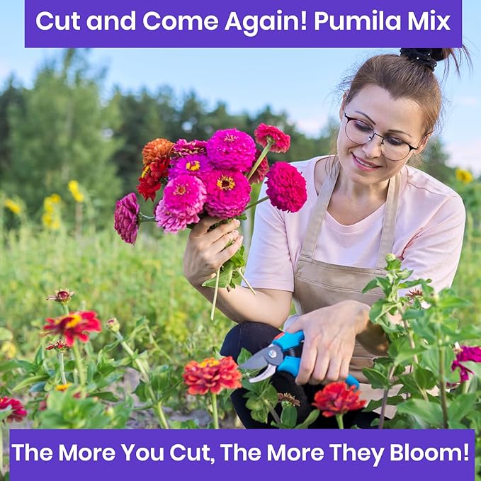 NatureZ Edge Zinnia Seeds for 2025 Planting Outdoors, Over 1600 Flower Seeds, 10g, Non GMO Made in USA, Bulk Semillas De Flores para Sembrar, Pumila Mix, Easy to Grow Zinnia Seed Mix