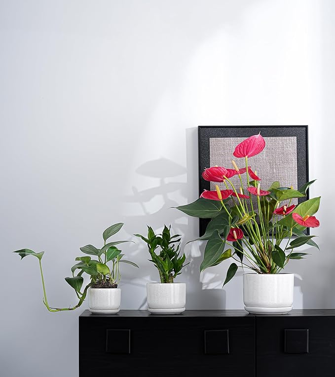 Ton Sin Plant Pots, 4.1+5.1+6.5 inch, Set of 3, Ceramic Planters with Drainage Hole and Saucer, Indoor Flower Pot with Hole Mesh Pad, Gifts for Mom(Reactive Glaze White)