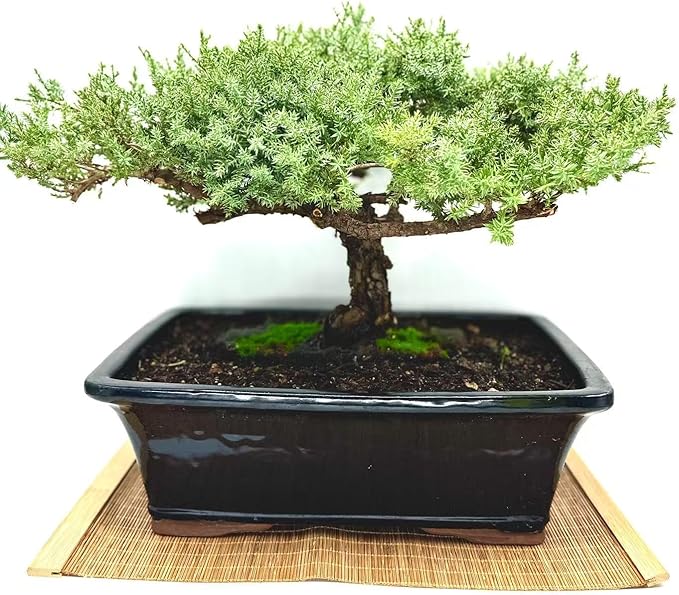 Live Dwarf Juniper Bonsai Tree 15+Years Old | Juniper or Jade Bonsai Tree | Indoor/Outdoor | 100% Handcrafted| Home and Office Décor | Best Gift for Holiday (style4)