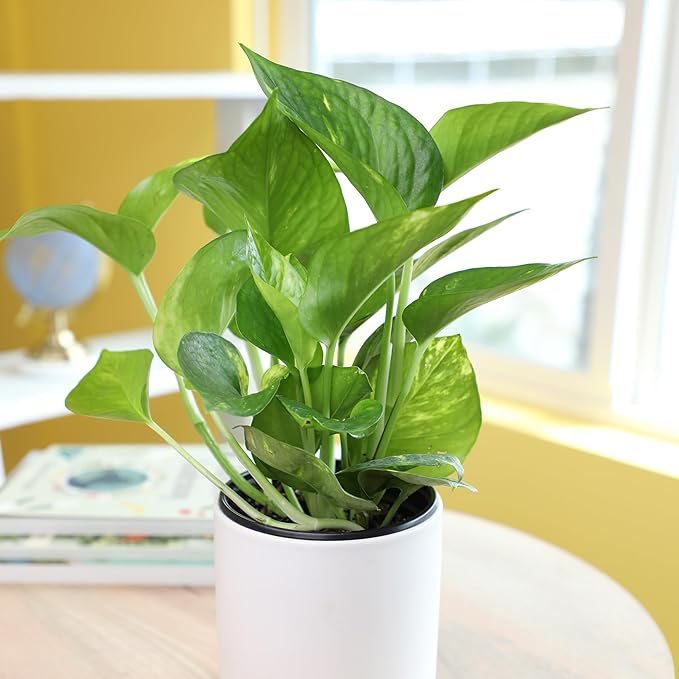 Golden Pothos Plant Live House Plant Live Plants, Trailing Plants Live Houseplants, Golden Pothos Live Plant Houseplant, Live Pothos Devils Ivy Live Plant Money Plant Indoor Plants by Plants for Pets