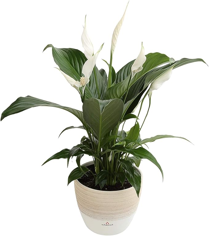 Costa Farms Spathiphyllum Peace Lily Live Indoor Plant in in Premium Scheurich Ceramic Planter, 15-Inch