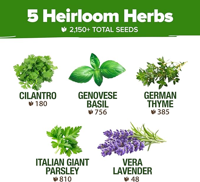 HOME GROWN 5 Herb Seeds for Planting 2,150+ Non-GMO Heirloom Seeds | Extra Large Variety Pack Herb Kit – Indoor Outdoor & Hydroponic | Culinary Seed Set | Grow Your Own Herbs | Gift for Beginners