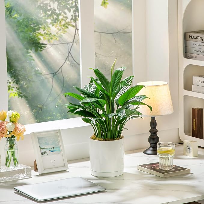 vancasso Ceramic Plant Pots, 3 Piece Planters for Indoor Plants, 4.25+5.25+6.25 Inch Flower Pots with Drainage, Plant Pots Indoor for Succulent, Pothos, Snake Plant and Money Tree, Etc (White)