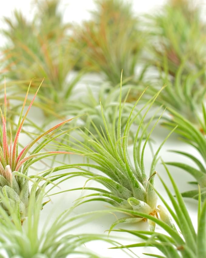 Shop Succulents Ionantha Tillandsia Air Plants, Assorted Mini Live Indoor Plants for Home Decor & Gifts, Low Maintenance, Natural Air Purifier, Hanging Plants, Favors, Terrarium Plants, Pack of 30
