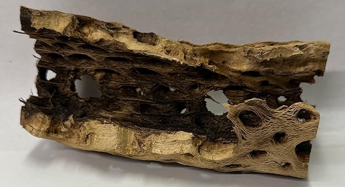 Natural Cholla Wood Chunk Air Plant Display Holders Individually Unique Decorative Stands Holder (Cholla Chunk)