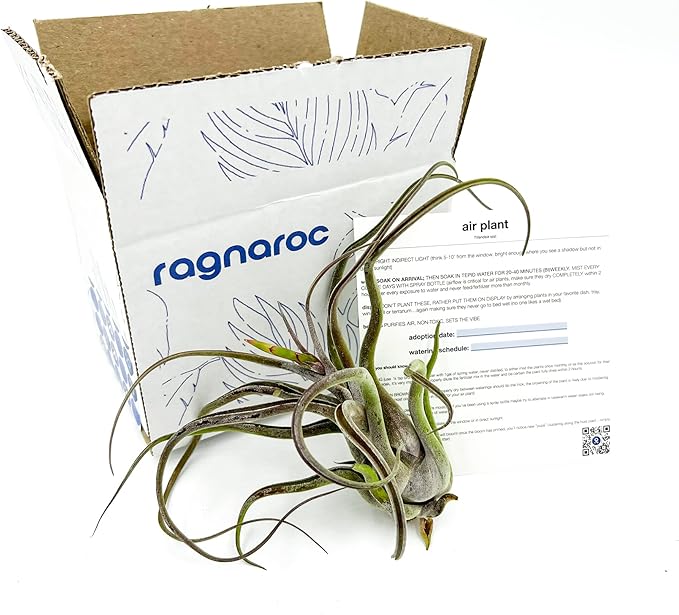 Air Plants - Flowering Tillandsia Caput Medusae, Large 5-7" - 1ct - Live Arrival Guaranteed - House Plants for Home Decor & Gift