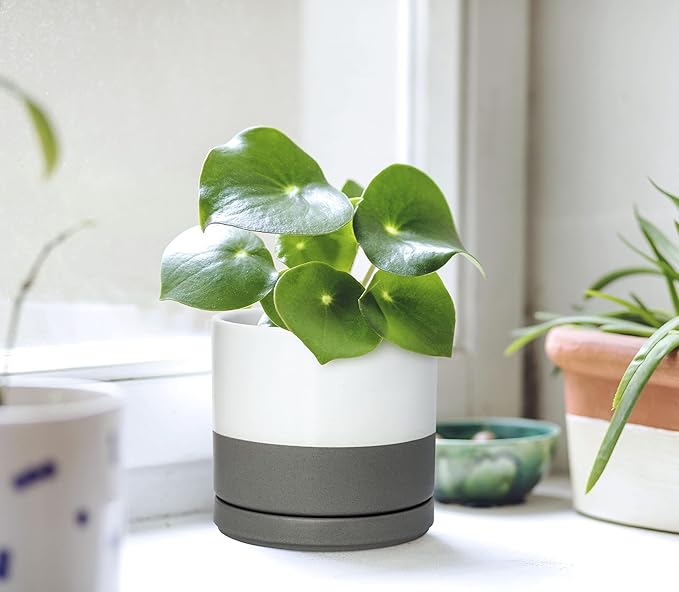 D'vine Dev Set of 4 Small Ceramic Plant Pots, 4.6 Inch Succulent Planter Pot for Plants with Drainage Hole and Saucer, White/Speckled Grey, 94-X-B-6