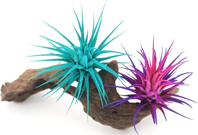 Live Extra Large Tillandsia Ionantha Guatemala Enhanced Colored Colorful Air Plant 3+ inch Easy Care Indoor Outdoor Home Decor Gift Airplant Awesome Industries Live Arrival Guaranteed (Teal XL)