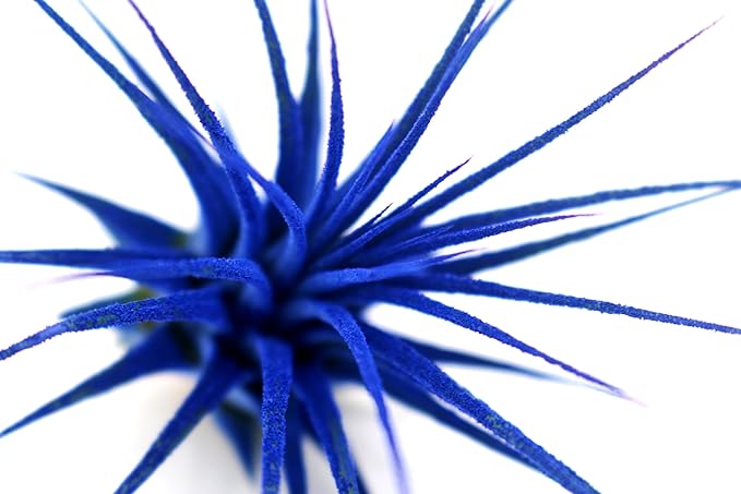 Dyed Tillandsia Ionantha Guatemala Enhanced Colored Colorful Air Plant Live Easy Care Indoor Outdoor Home Decor Gift Airplant by Awesome Industries Live Arrival Guaranteed (Deep Blue)