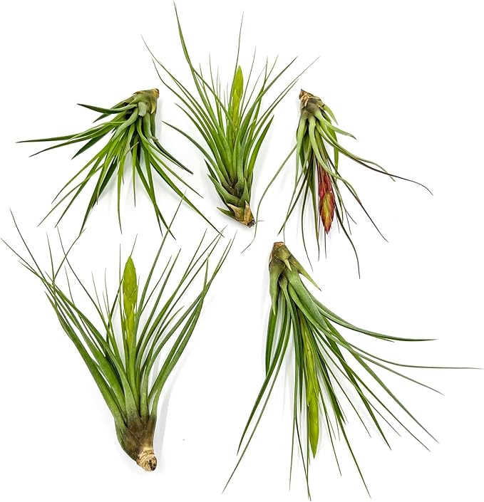 Air Plants - Flowering Tillandsia Melanocrater Tricolor, Large 5" - 1ct - Live Arrival Guaranteed - House Plants for Home Decor & Gift