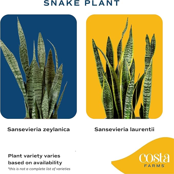 Costa Farms Snake, Sansevieria Mother-In-Law's Tongue in Mid-Century Modern Planter Stand Fits on Floor/Tabletops, Live Indoor Plant, 12-Inch Tall, Grower's Choice