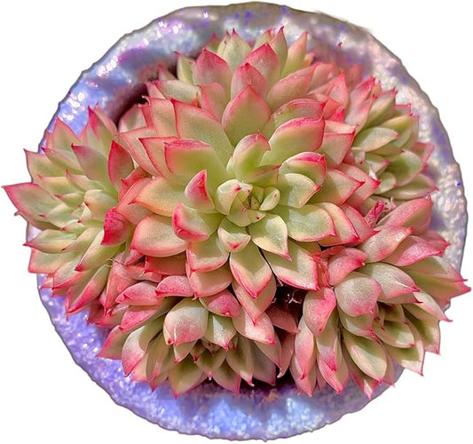 FWPP Live Succulent Echeveria Mebina Variegata,3.5 Inches Mini Succulents Plants Live,Bare Root Without Pot Soil,Clustered Live Plants,House Plants for Gift Party Wedding Garden Baby Shower DIY Decor