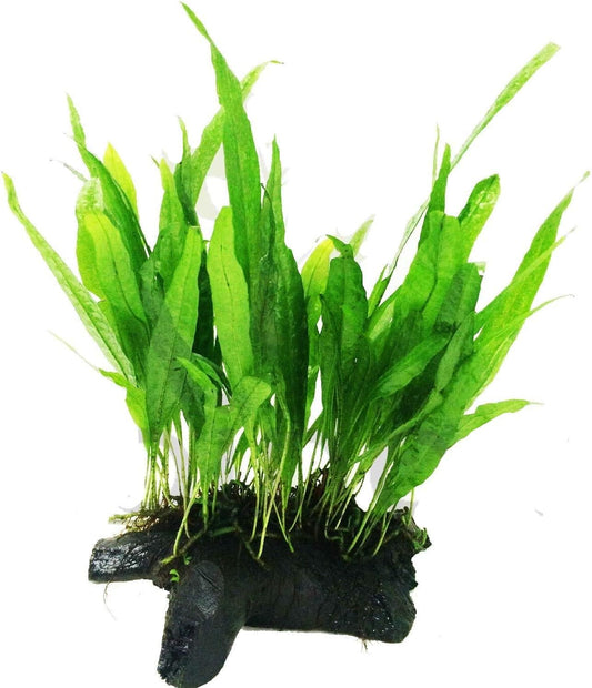 Mainam Java Fern on Driftwood (5-6 Inch) | Microsorum Pteropus Freshwater Easy Low Light Live Aquarium Plant Decorations 3 Days Guarantee