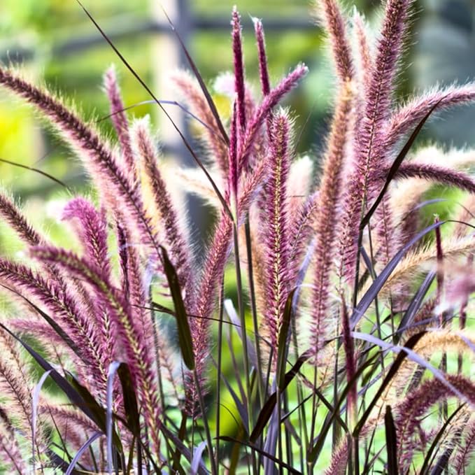 Pack 3 Fountain Grass Plants Live, 5-9 Inch Tall, Ornamental Grasses Live Plants Perennial, Well-Rooted Perennial Grass Clumps (Purple Fountain Grass)