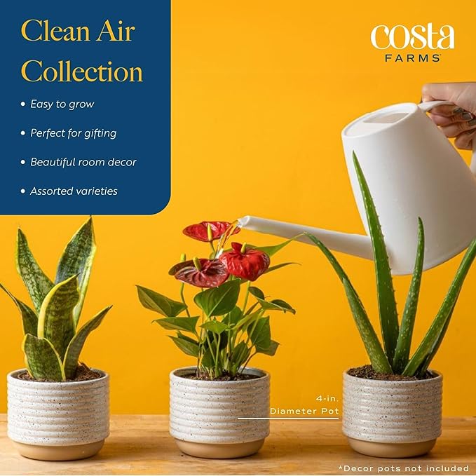 Costa Farms Live House Plants (4 Pack), Easy to Grow Live Indoor Houseplants, Grower's Choice Air Purifier Set, Potted in Indoors Garden Plant Pots, Potting Soil, Housewarming Gift, Home or Room Decor