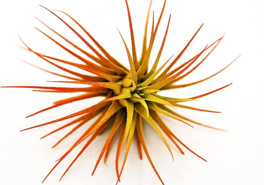 Live Extra Large Tillandsia Ionantha Guatemala Colorful Air Plant 3+ inch Enhanced Color Easy Care Indoor Outdoor Home Decor Gift Airplant by Awesome Industries (Sunrise XL)
