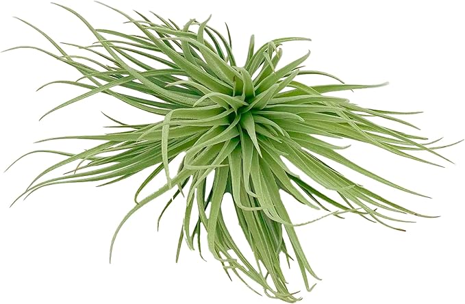 Air Plants - Flowering Tillandsia Rose BAER, Large 5" - 5ct - Live Arrival Guaranteed - House Plants for Home Decor & Gift