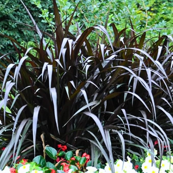 Pack 3 Fountain Grass Plants Live, 5-9 Inch Tall, Ornamental Grasses Live Plants Perennial, Well-Rooted Perennial Grass Clumps (Mix Fountain Grass)