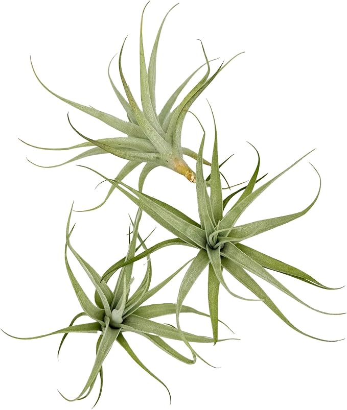 Live Air Plants - Tillandsia Albida 3-5" - 3ct – ragnaroc Live Indoor Plant - Live Arrival Guaranteed - House Plants for Home Decor & Gift