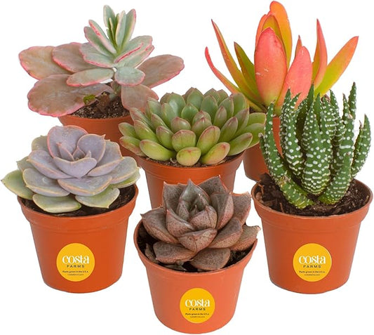Costa Farms Succulents (6 Pack), Live Mini Succulent Plants, Grower's Choice Live Houseplants, Potted in Nursery Plant Pots, Potting Soil, Gift for Bulk Baby Shower, Bridal Shower, DIY Room Decor