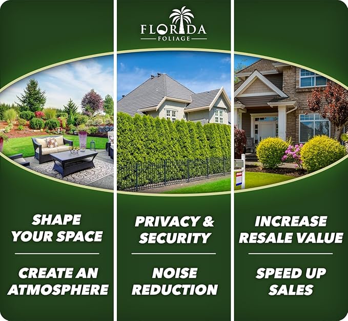 Lantana Confetti | 30 Live Plants | Lantana Camara | Colorful Garden Shrub | Drought Tolerant Perennial Plants