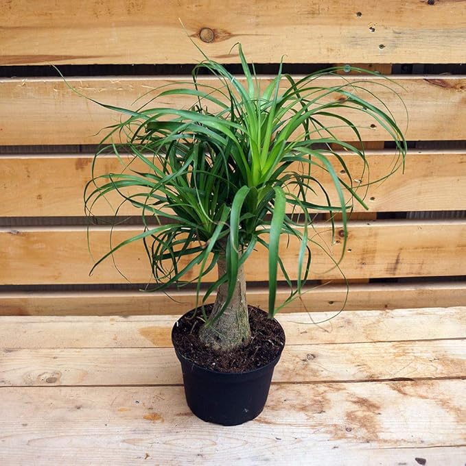 Ponytail Palm - Live Plant in a 6 Inch Growers Pot - Beaucarnea Recurvata - Beautiful Clean Air Indoor Succulent Houseplant