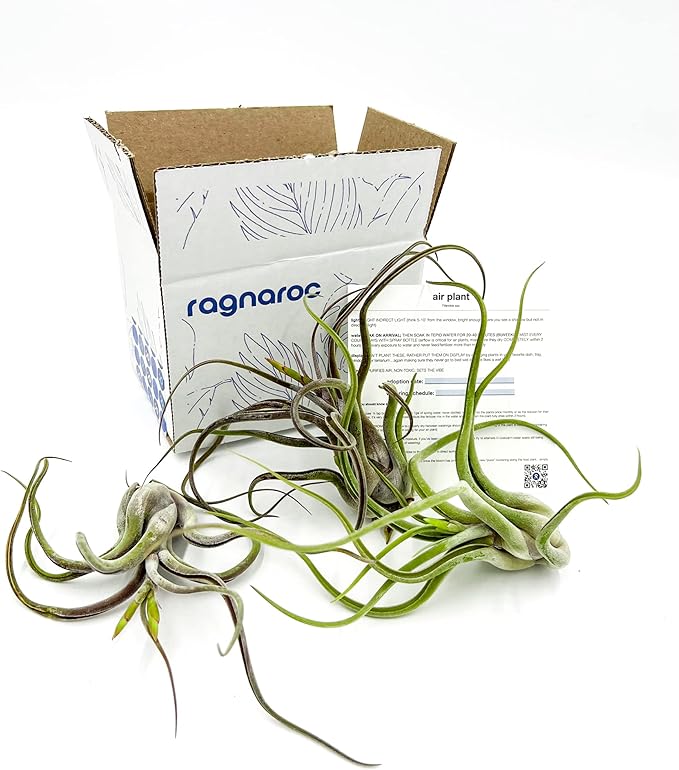 Air Plants - Flowering Tillandsia Caput Medusae, Large 5-7" - 3ct - Live Arrival Guaranteed - House Plants for Home Decor & Gift