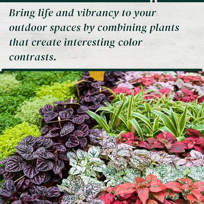 Polka Dot Plant (4-Pack) - Live Houseplants, Small Indoor Plants, Hypoestes Red - Colorful, Air-Purifying House Plants