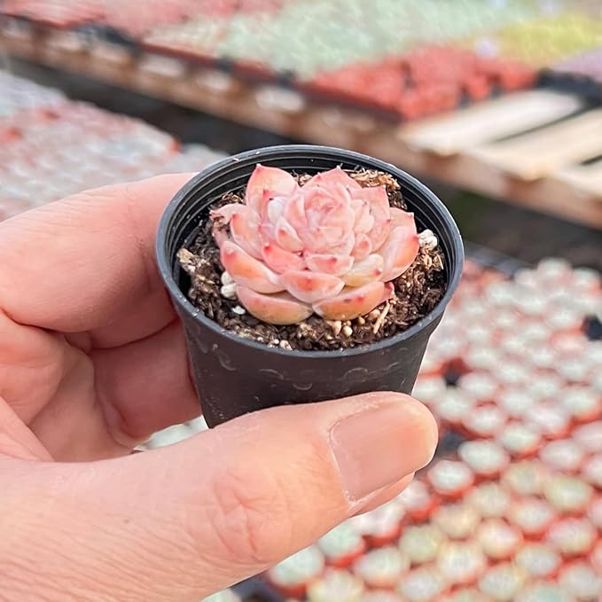 2" Rare Succulent Echeveria 'ICY Lau i' Sugar Heart, Live Succulents Plants Fully Rooted in Grower Pots, Unique Gift for Wedding Favor, Party Favor
