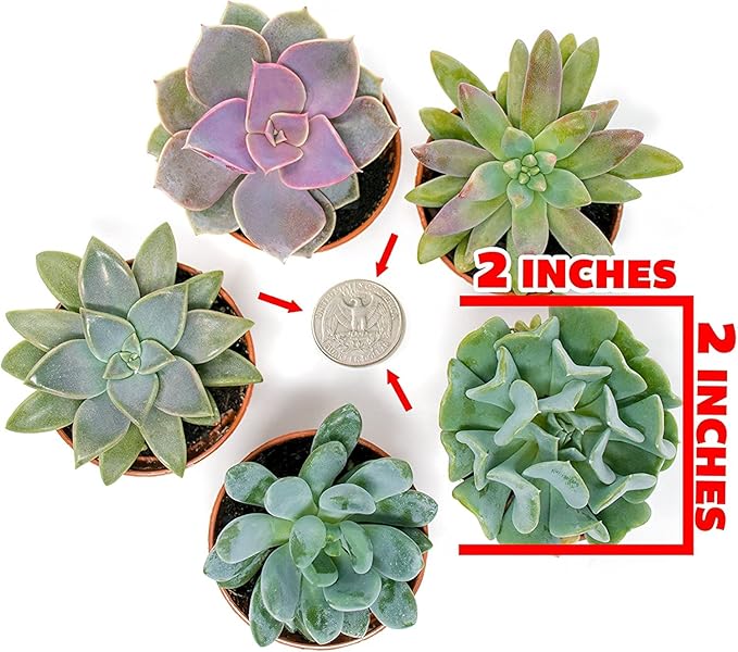 Succulents Plants Live (20PK) Potted Succulent Plants Live House Plants, Cactus Plants Live Plants Indoor Plants Live Houseplants, Indoor Plant Succulents Live Plant House Plant by Plants for Pets