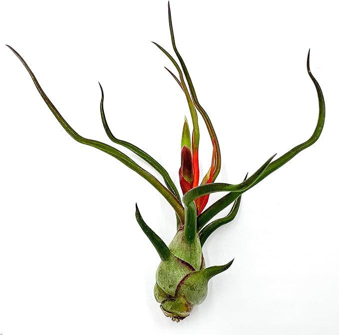 Air Plants - Flowering Tillandsia Bulbosa Guatemala, Large 3-5" - 1ct - Live Arrival Guaranteed - House Plants for Home Decor & Gift