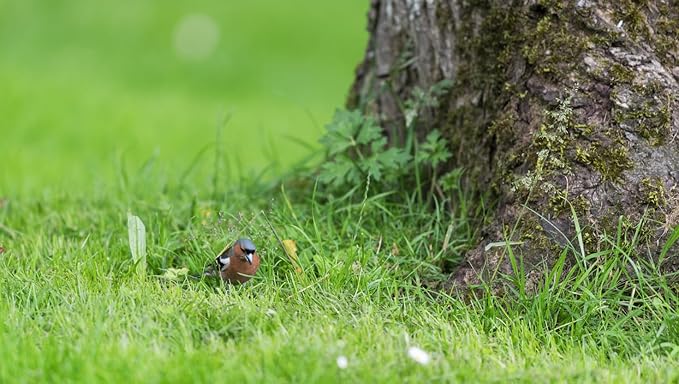 Brownie Brand Majestic Hulled Bermudagrass Seed | Premium Turf Grass for Dense, Drought-Resistant Lawns | Fast-Growing, Heat-Tolerant, Certified Seed for High-Traffic Areas. (1 Pound)