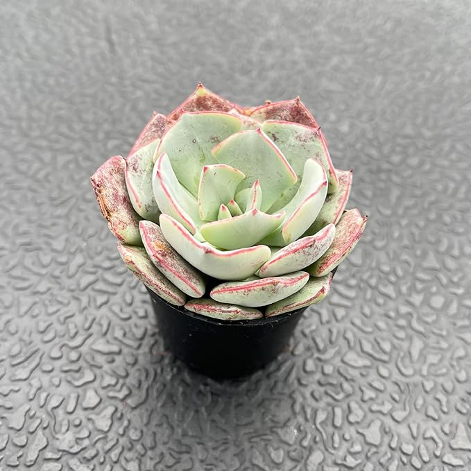 Live Succulent Echeveria 'Strictiflora VAR. Novas', Approx 2-inch Large, Potted Succulents, Fully Rooted, Easy Care House Plants