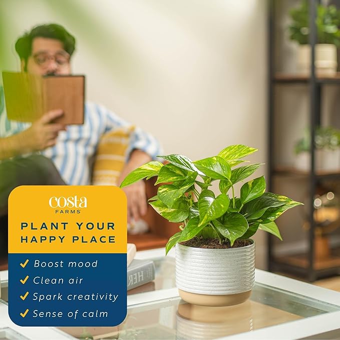 Costa Farms Golden Pothos Live Plant, Easy Care Indoor House Plant in Modern Decor Planter Pot, Potting Soil, Natural Air Purifier Houseplant, Housewarming Gift, Home Decor, Room Decor, 10-Inches Tall