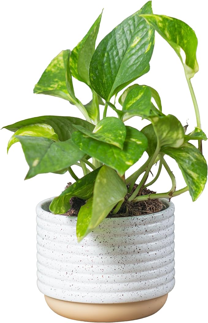 Costa Farms Live Pothos Plant, Easy Care Vining Live Indoor Houseplant, Air Purifying Trailing Plant Potted in Premium Decor Pot, Potting Soil, Gift for Office and Home Decor, 8-Inches Tall