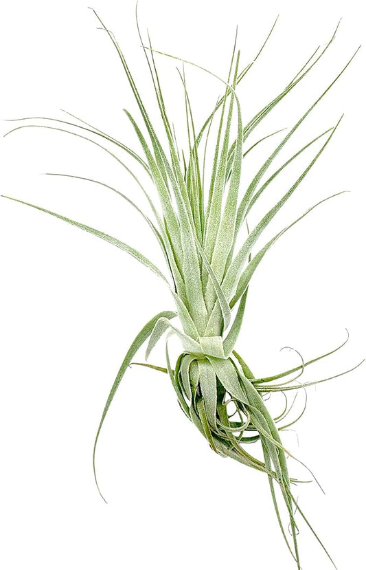 Live Air Plant - Tillandsia Gardneri 5-7” - ragnaroc Rare Collectors Indoor Tropical Plant - Live Arrival Guaranteed - House Plants for Home Decor & Gift