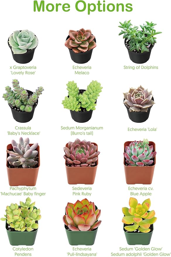 Live Succulents 'Turtle Vine' (4-inch), Succulent Plants Fully Rooted in Pots with Soil, Easy-Care House Plant for DIY, Home Office Decor, Wedding Party Favor
