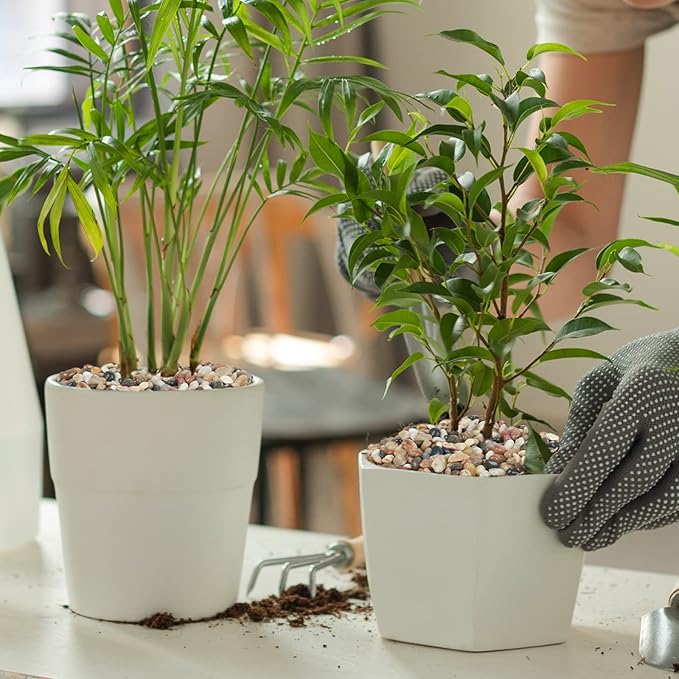 GASPRO 10 Pound Pebbles for Indoor Plants, 3/8 Inch Decorative Rocks for Vase, Succulents, Landscaping, Garden, Highly Polished, Mixed Color